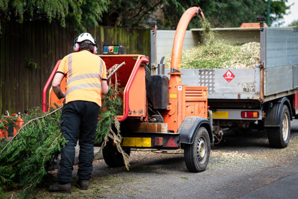 Best Local Tree Services  in Lakewood, WA